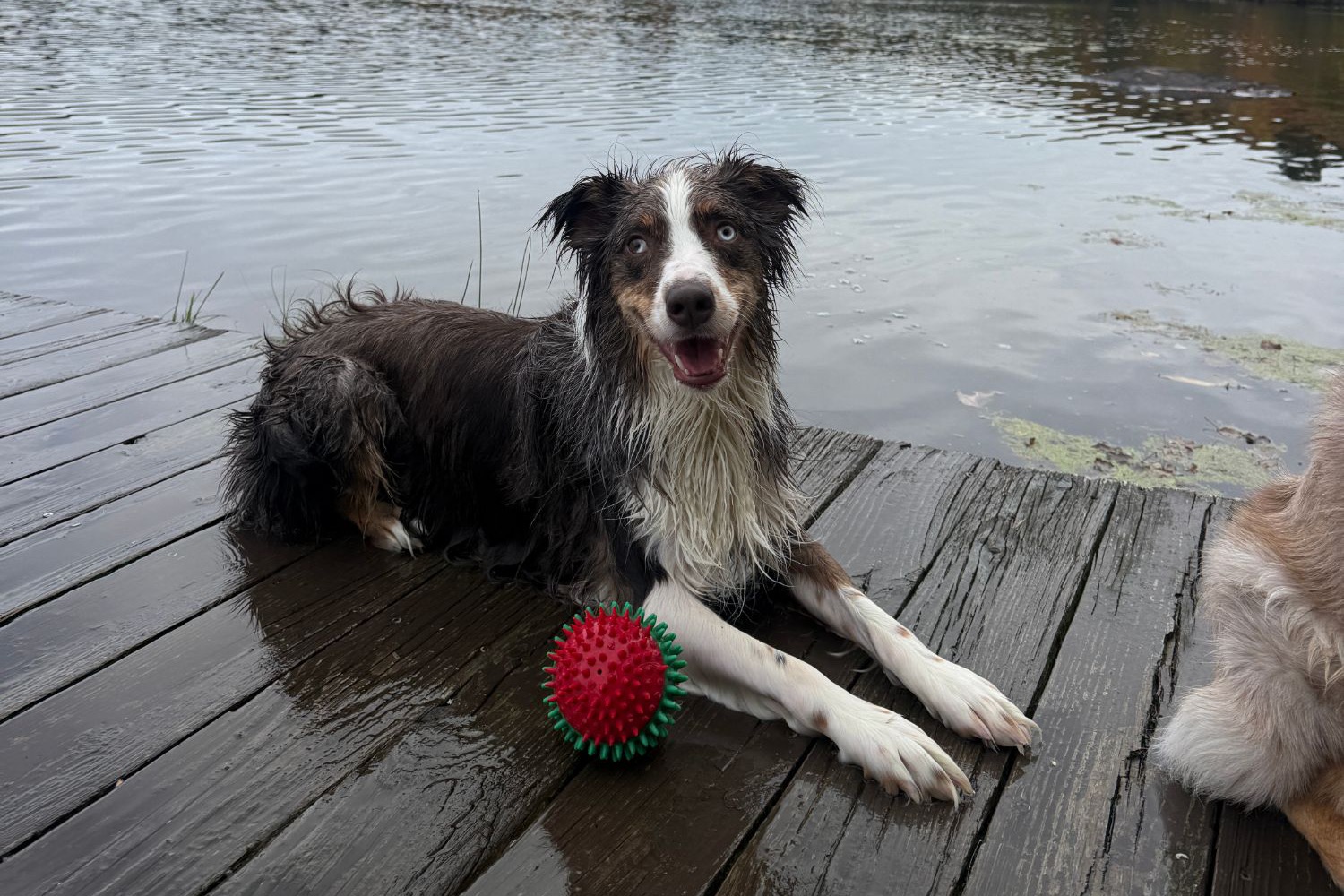 Fresh from the lake, the household's chief inspector declines to surrender the ball. A colleague, at right, files a dissent.